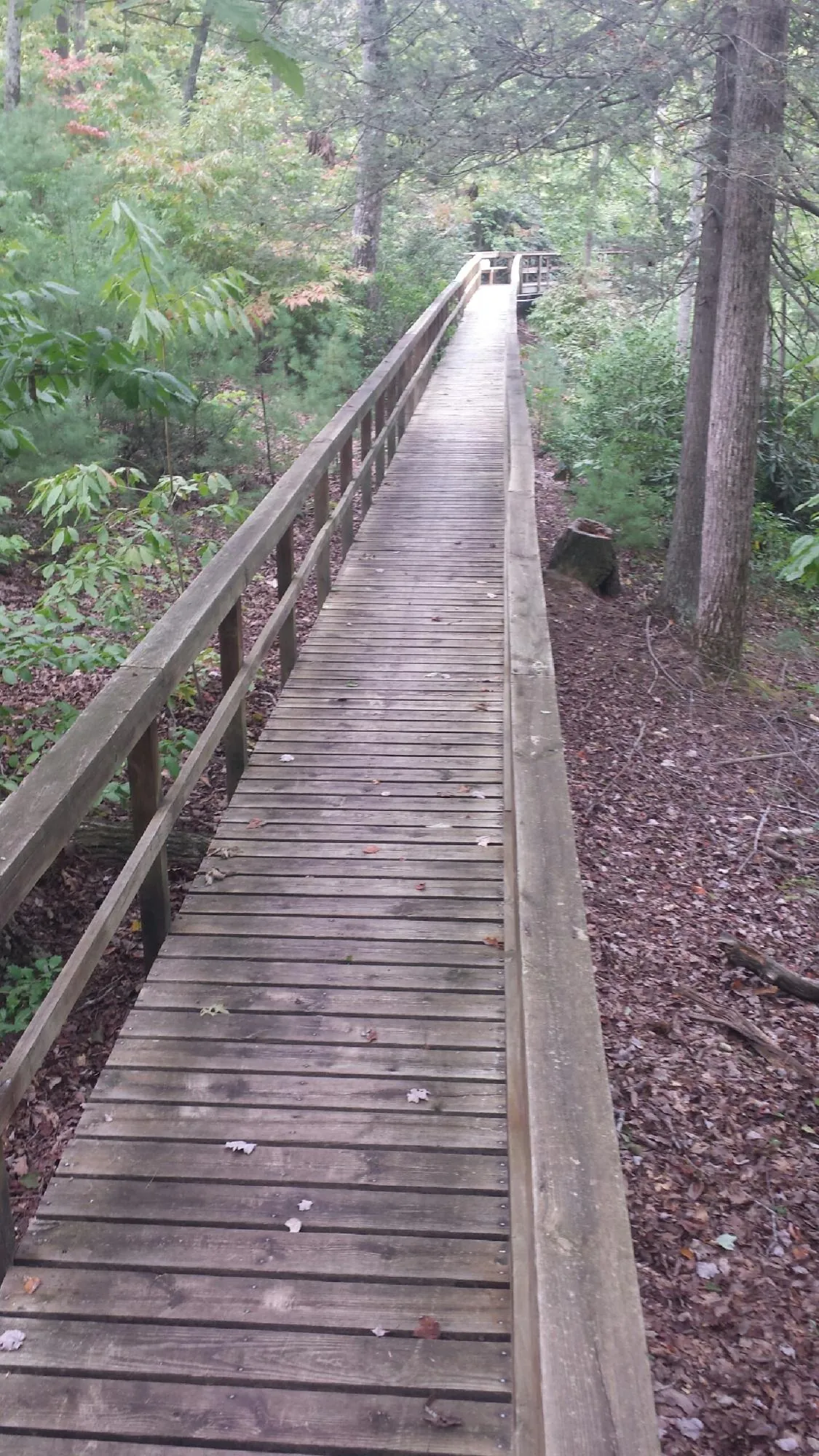 Long wood walkway with handrails built through the woods in Mineola